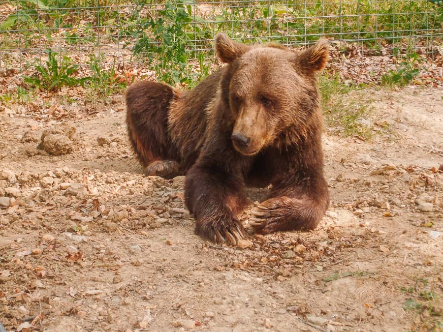 Libearty Bear Sanctuary