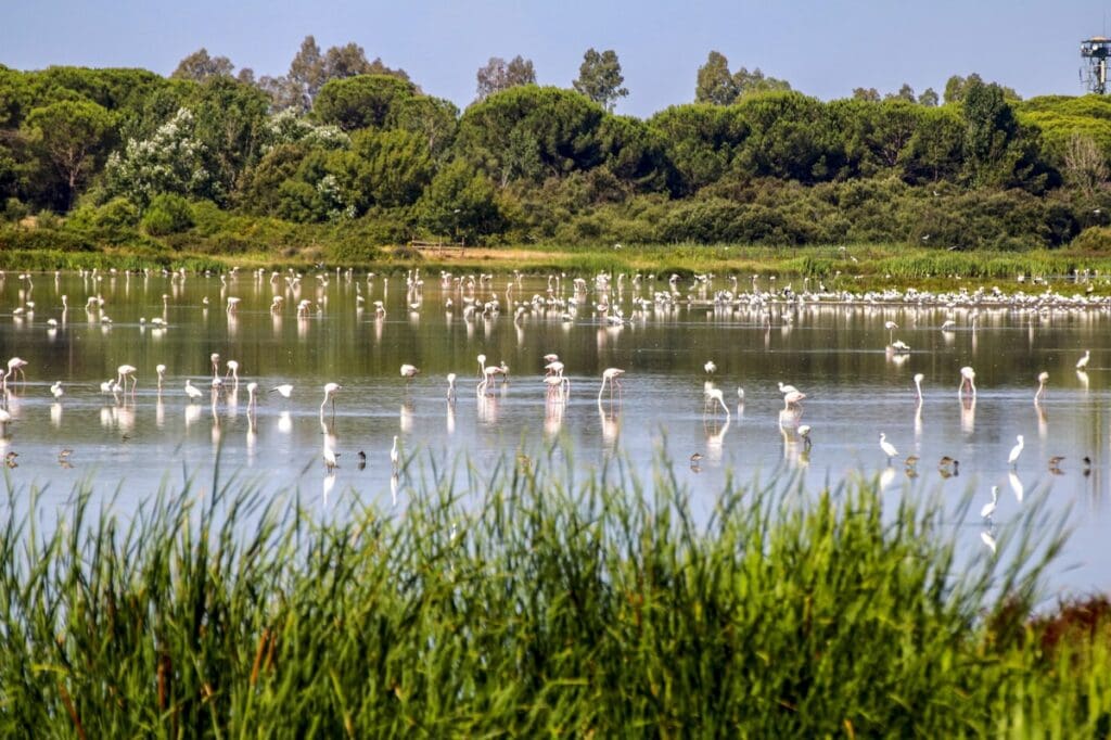 Lagoon with flamingos at Donana National Park