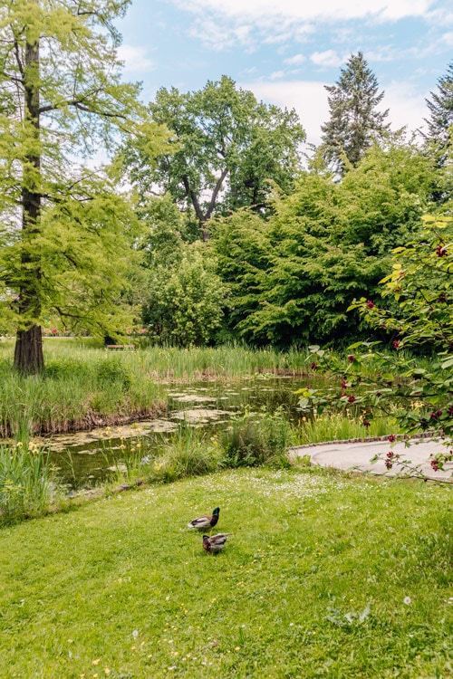 two ducks with grass, trees, and pond around in the botanical garden of Krakow
